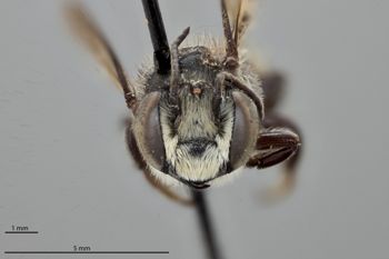 Media type: image;   Entomology 786005 Aspect: head frontal view